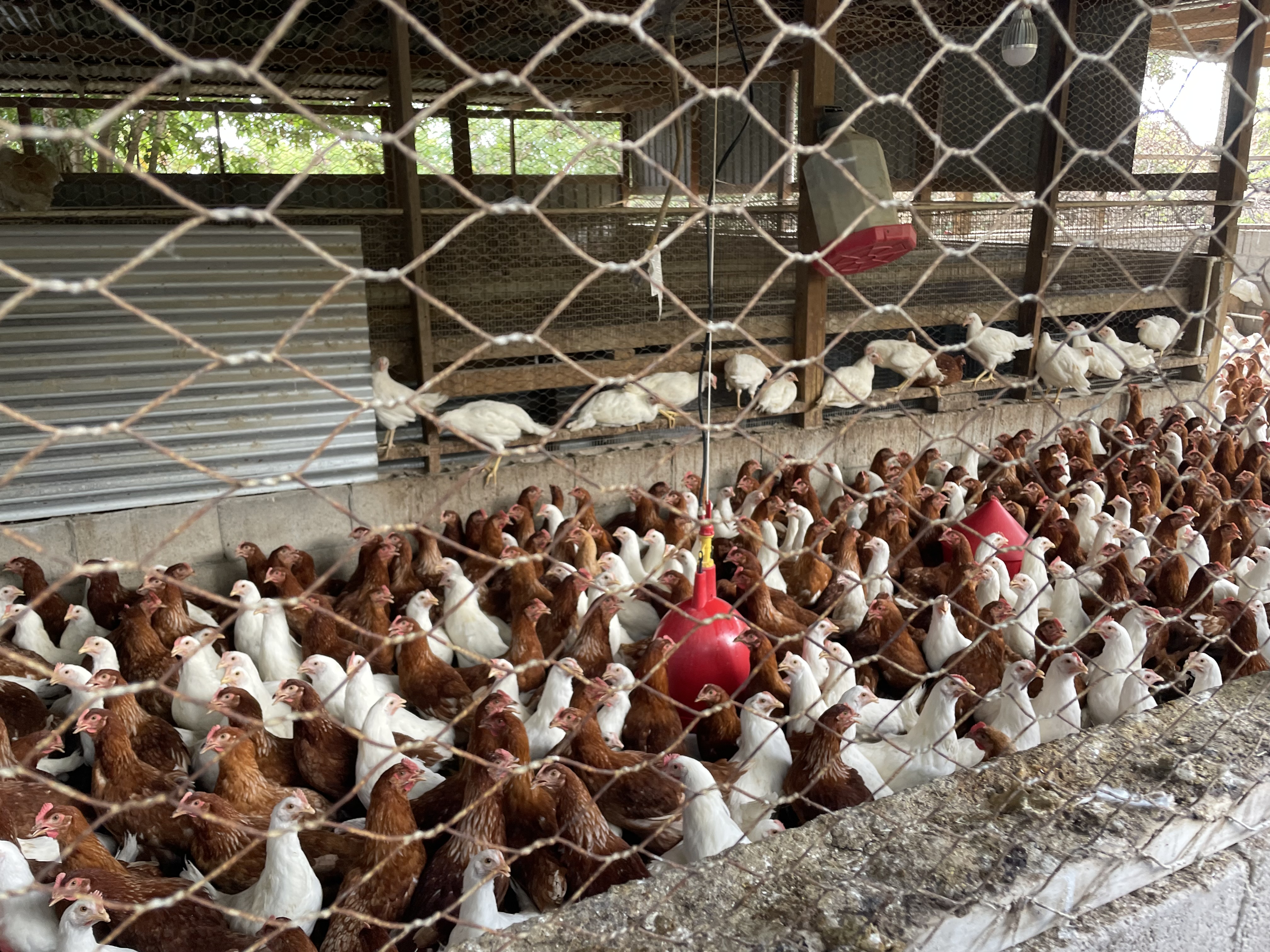 聖克里斯多福及尼維斯蛋雞產業永續發展計畫