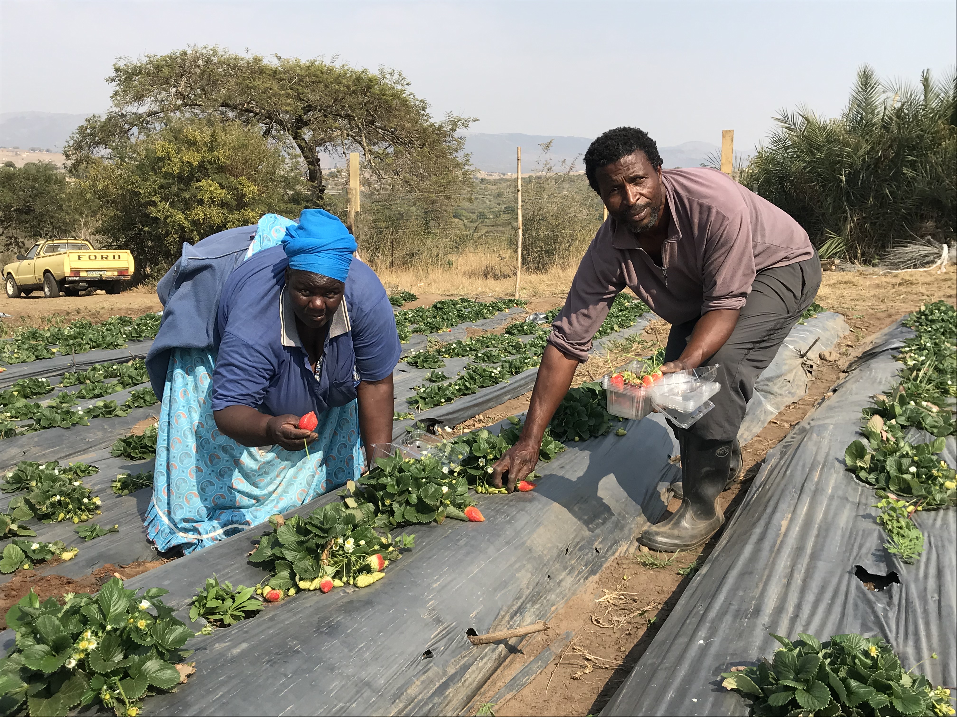 Emerging Fruit Tree Production, Marketing and Capacity Building Project in the Kingdom of Eswatini