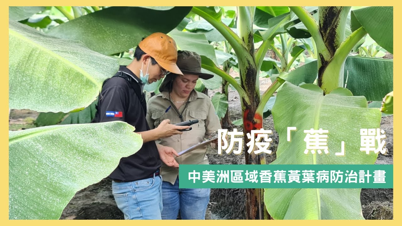 防疫「蕉」戰—中美洲區域香蕉黃葉病防治計畫