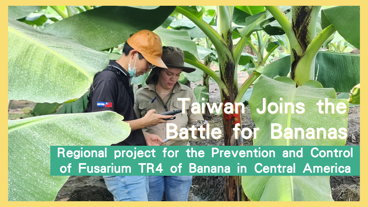 Taiwan Joins the Battle for Bananas