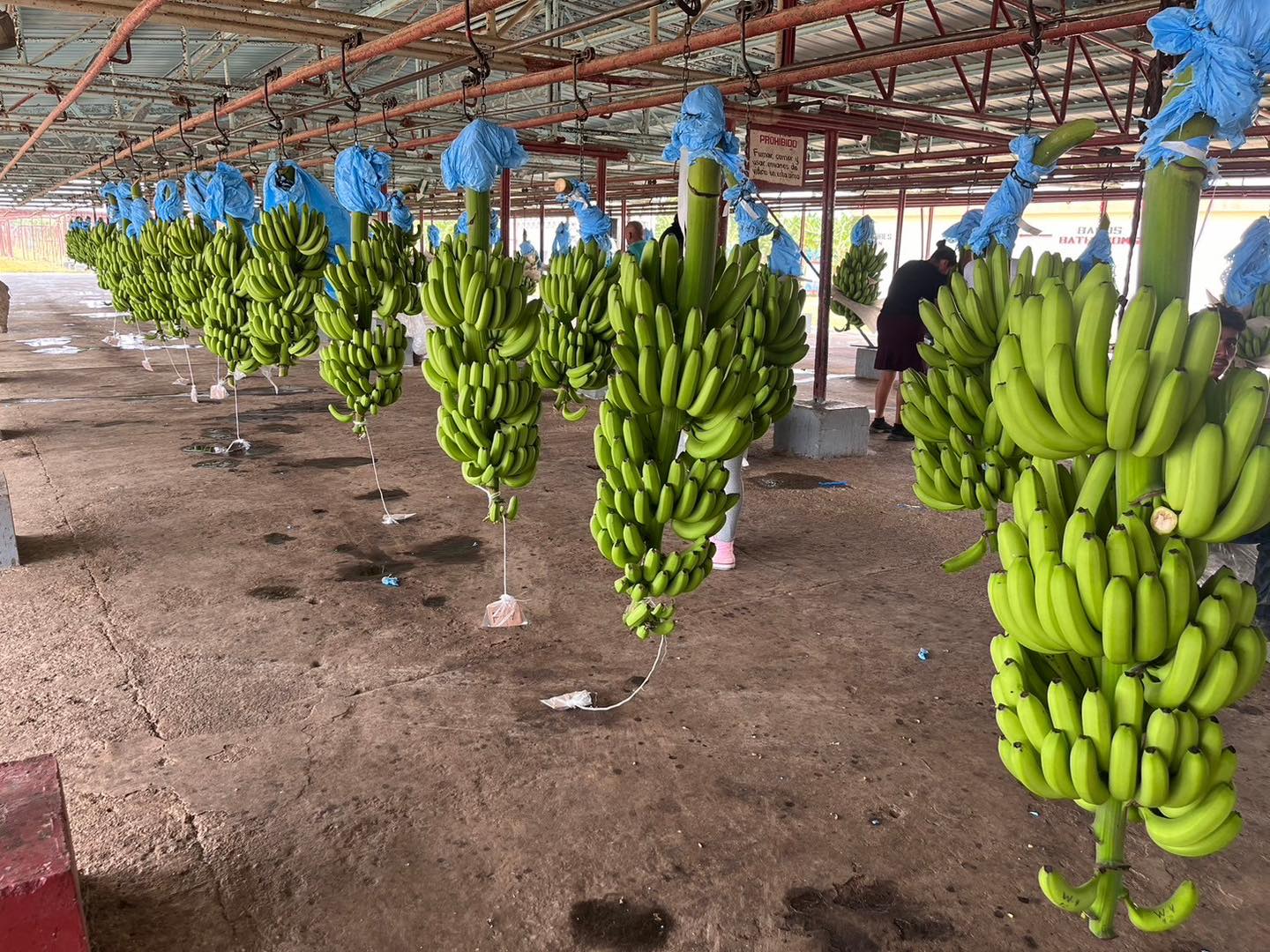 Taiwan Technical Mission of in Belize introduced Taiwan’s “Formosana, AAA” to enhance the capability of Belize bananas to resist Fusarium TR4 of Banana