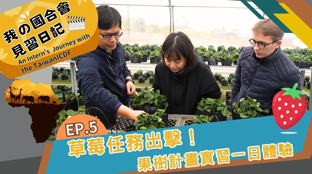 《我的國合會見習日記》最終集上線 臺灣及波蘭籍學生助史瓦帝尼農民採收採草莓