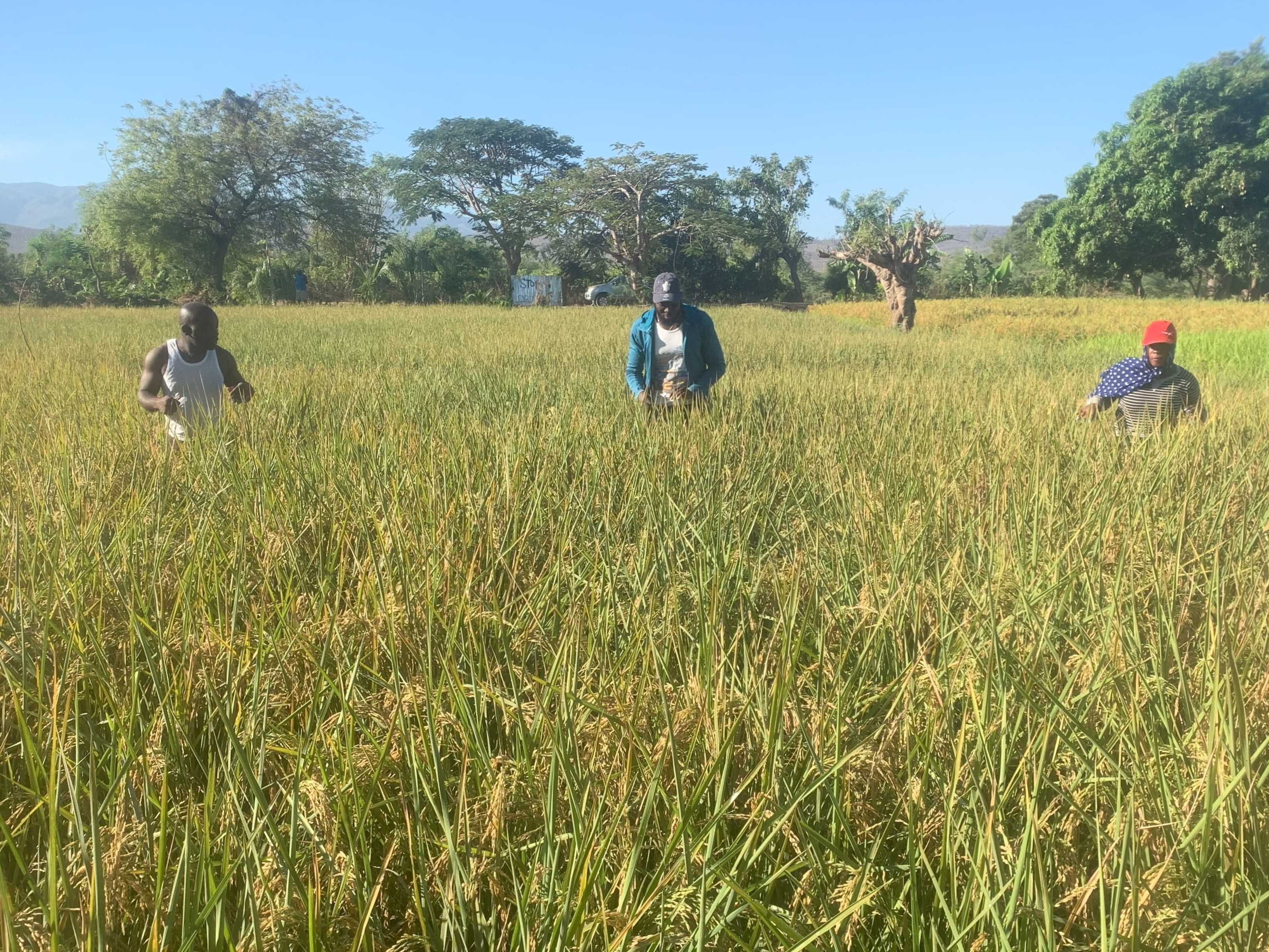 2025 Rice Production Enhancement Project in Artibonite Valley, Haiti