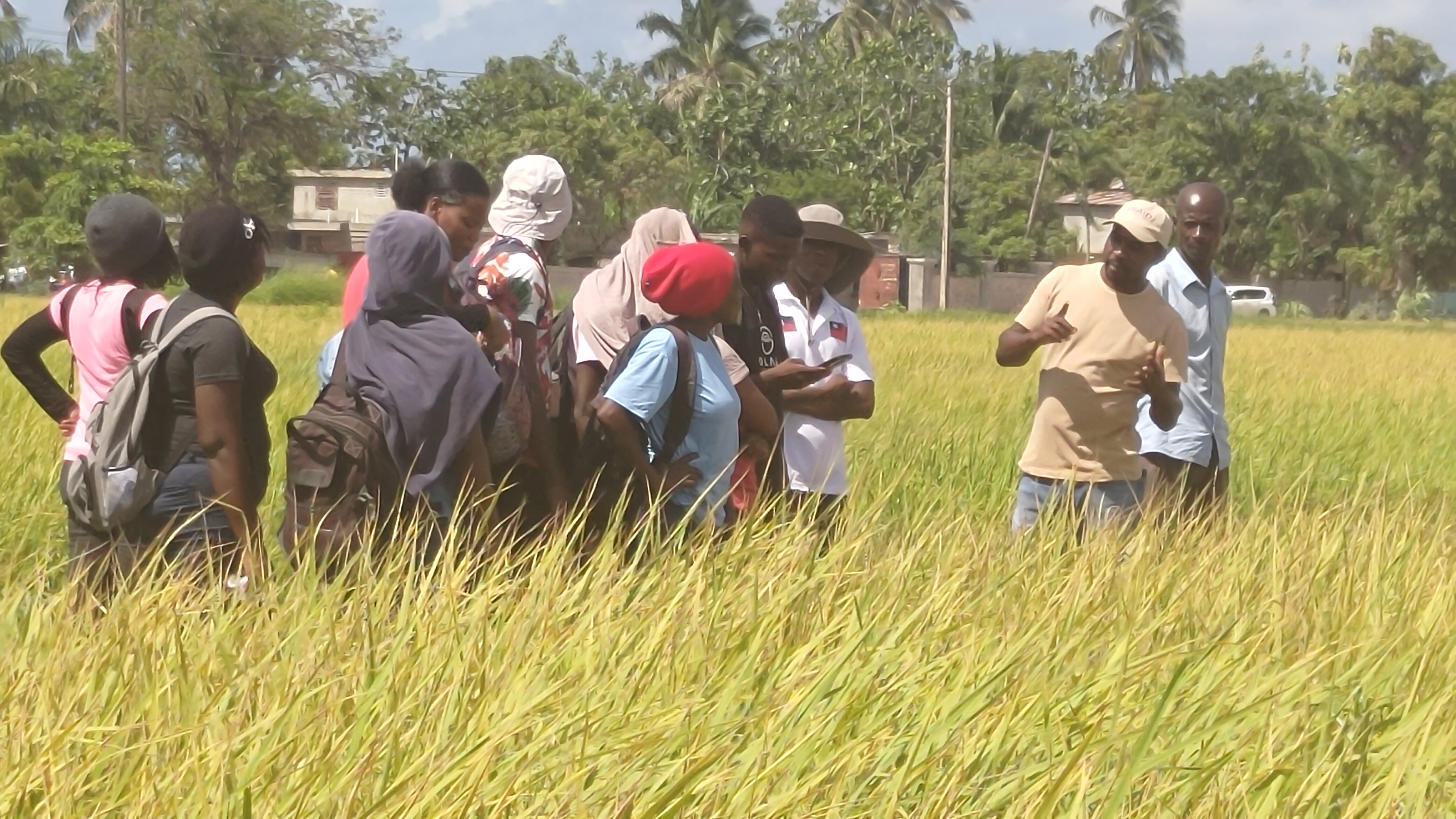 2025 Rice Production Enhancement Project in South, Haiti