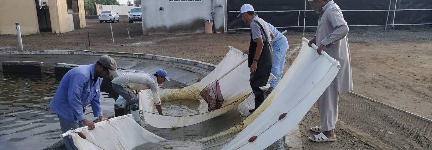 Marine Fish Research Consultant Dispatch Project (Saudi Arabia)