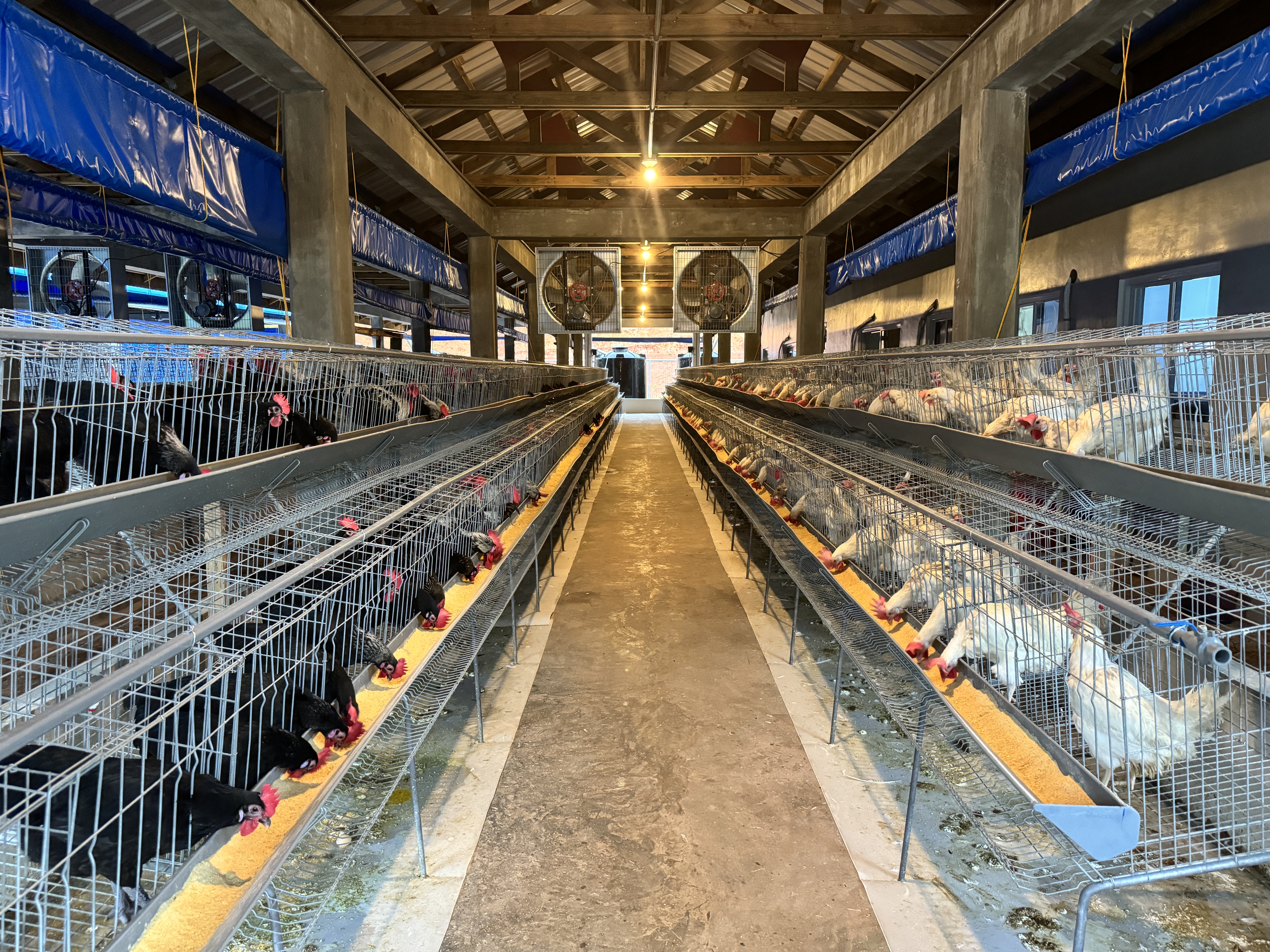 Poultry and Livestock Production and Marketing Project