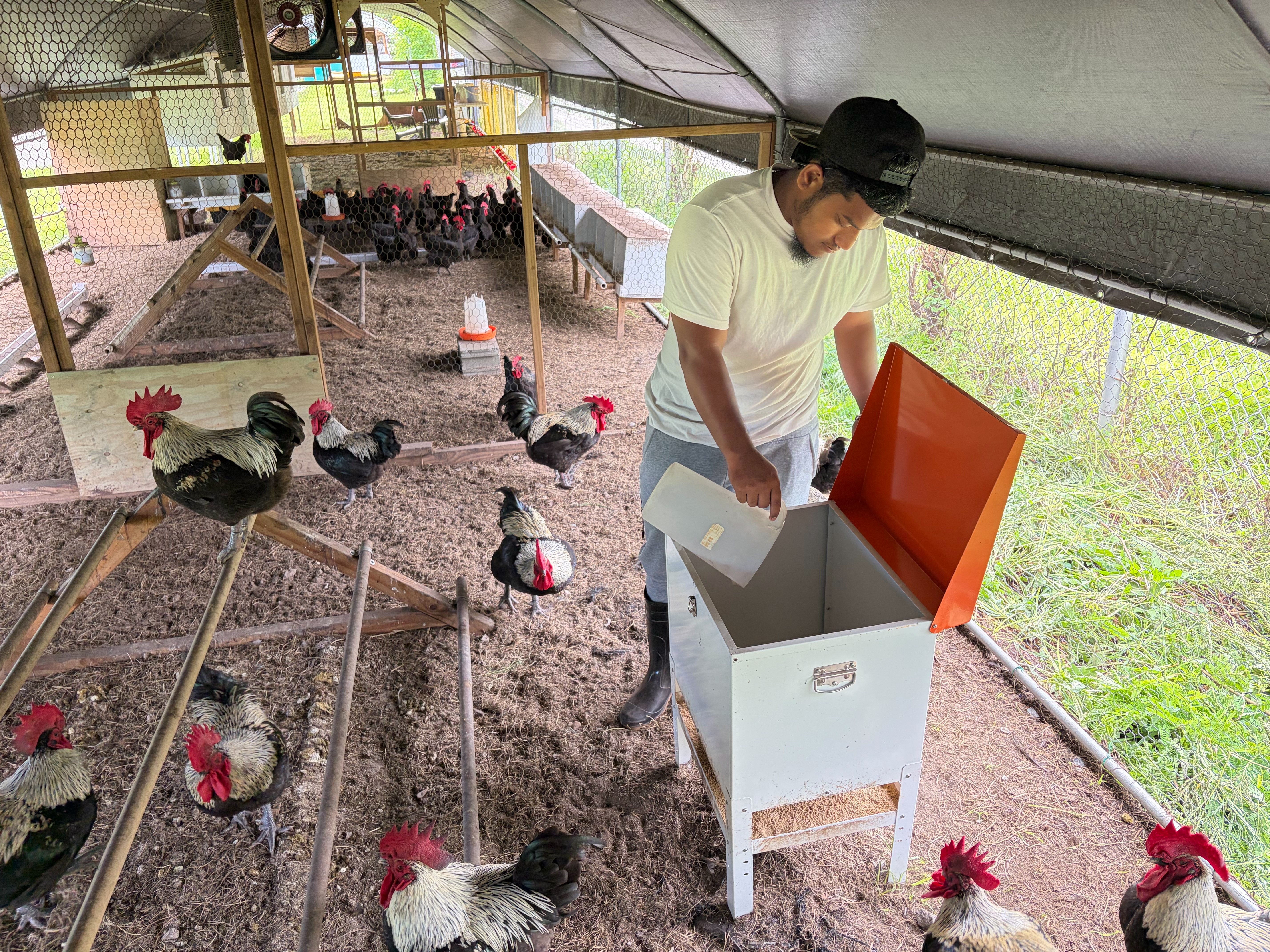 馬紹爾群島家禽飼養推廣計畫
